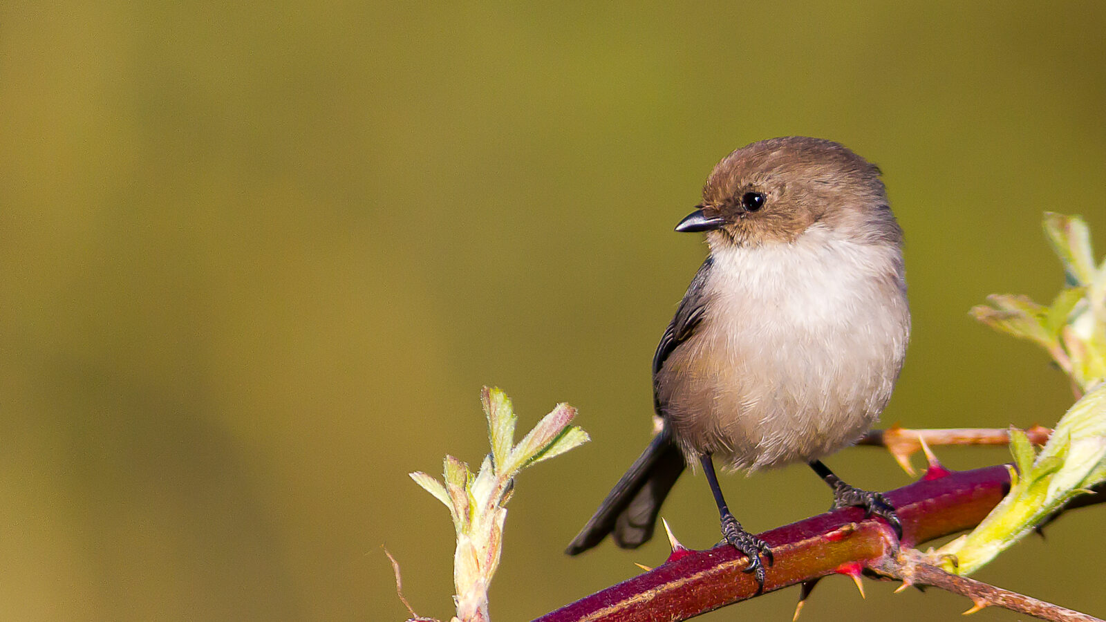 American Bushtit