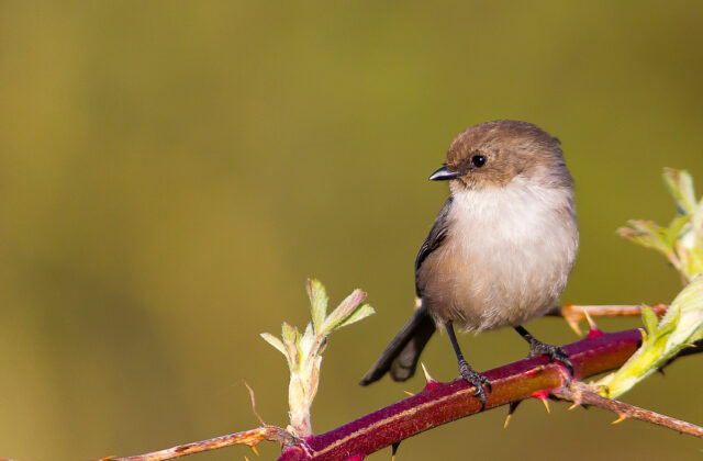 American Bushtit