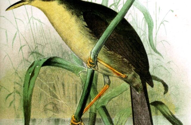 Palau Bush Warbler