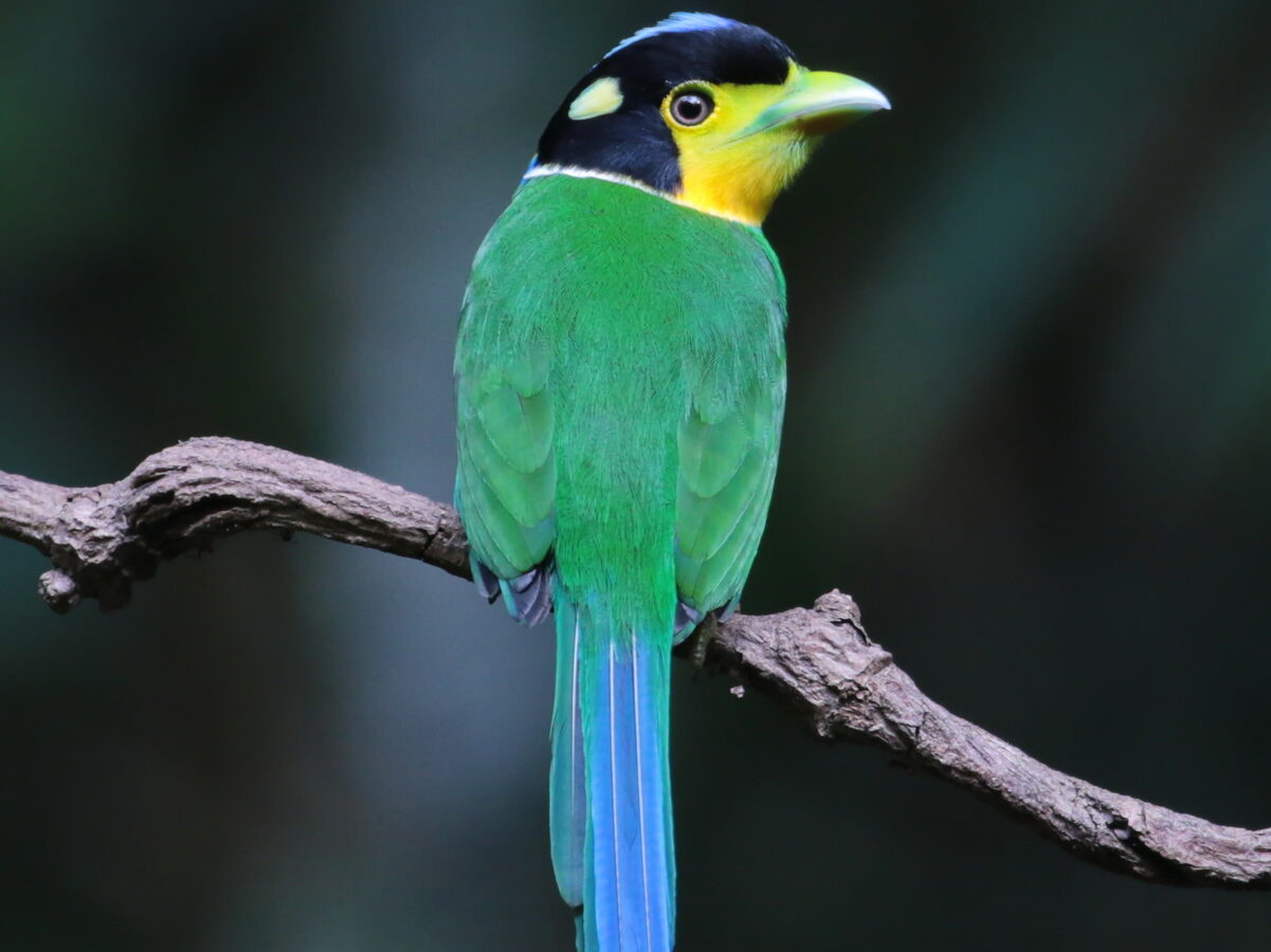 Long-tailed Broadbill