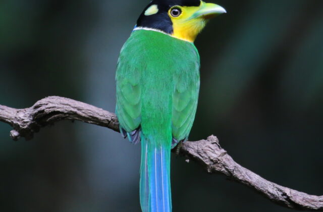 Long-tailed Broadbill