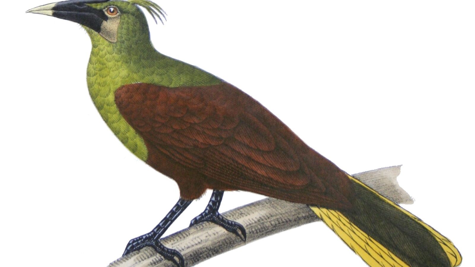 Olive Oropendola
