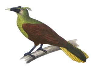 Olive Oropendola