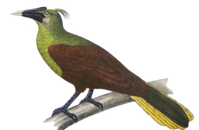Olive Oropendola