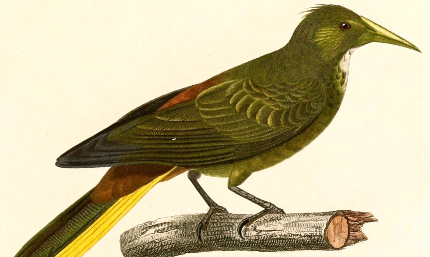 Dusky-green Oropendola