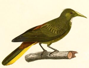 Dusky-green Oropendola