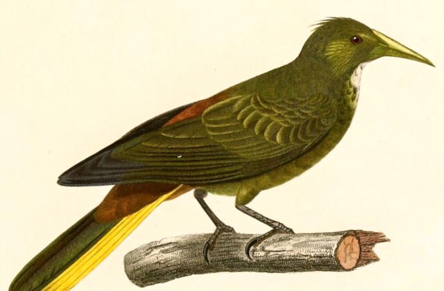 Dusky-green Oropendola