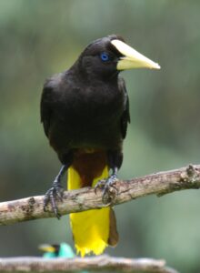 Crested Oropendola