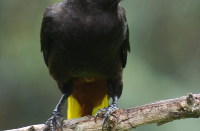 Crested Oropendola
