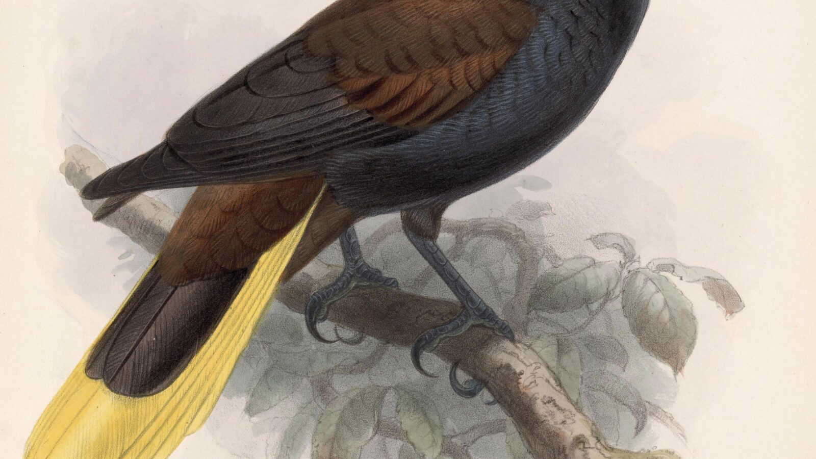 Black Oropendola