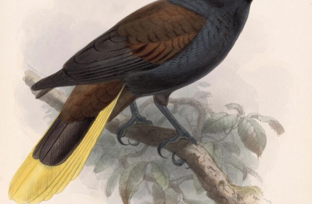Black Oropendola