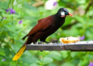 Montezuma Oropendola
