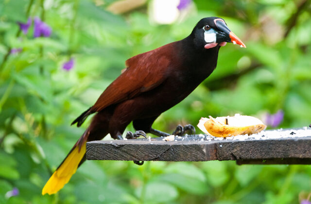Montezuma Oropendola