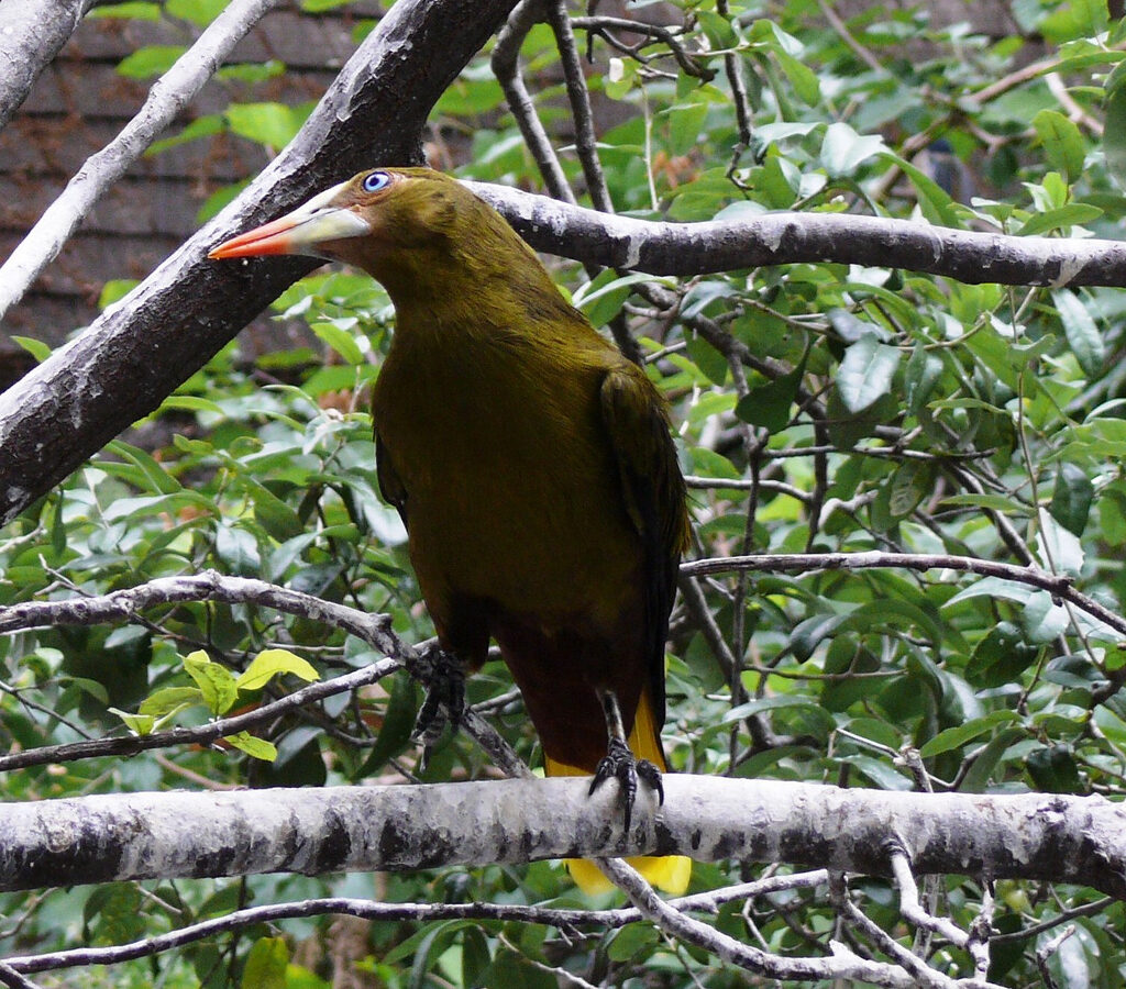 Green Oropendola