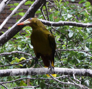 Green Oropendola