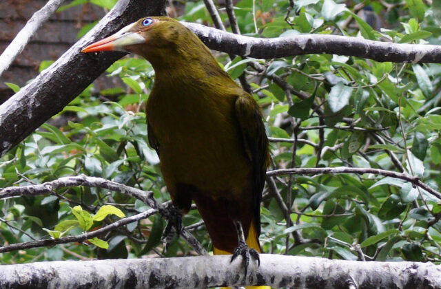 Green Oropendola