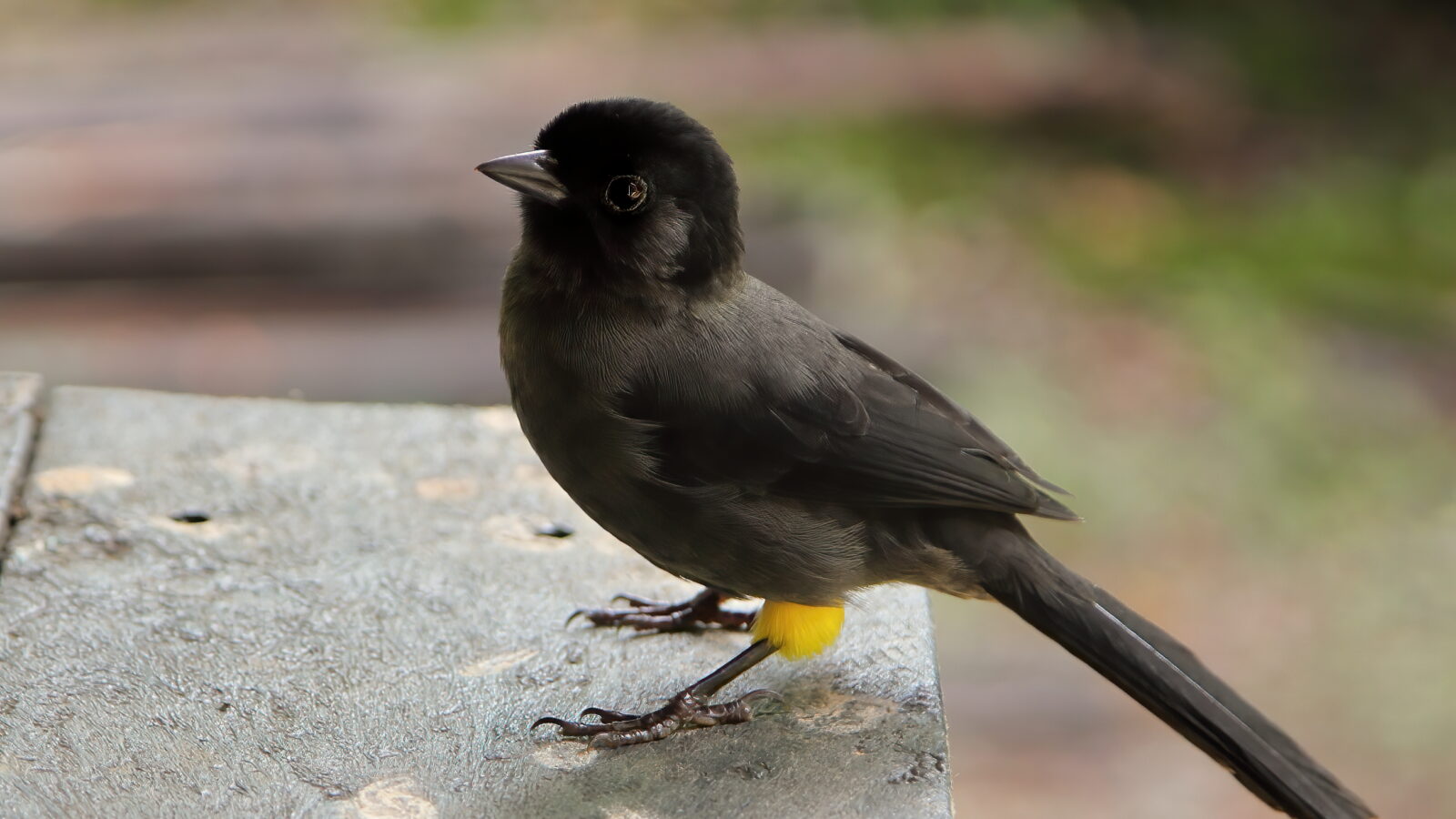 Yellow-thighed Brushfinch