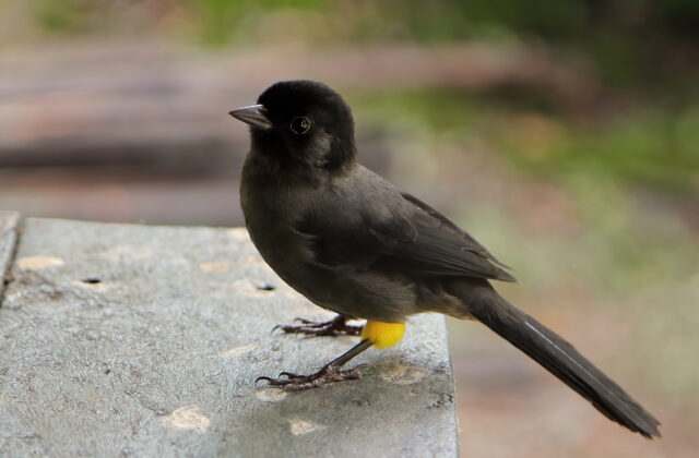Yellow-thighed Brushfinch