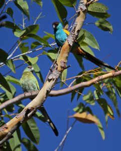 Hooded Parrot