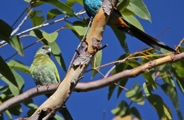 Hooded Parrot