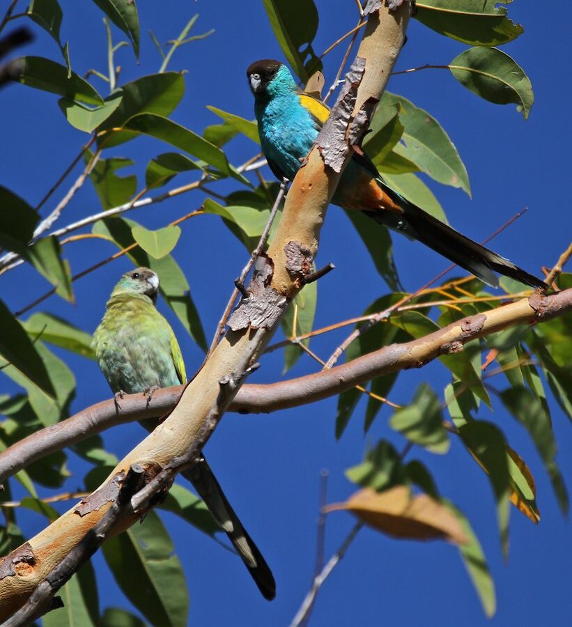Hooded Parrot