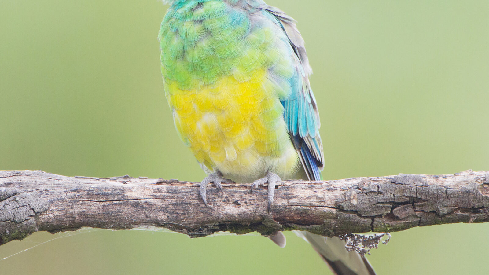 Red-rumped Parrot