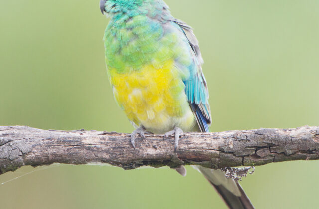 Red-rumped Parrot