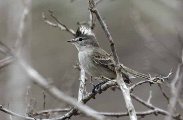 Grey-and-white Tyrannulet