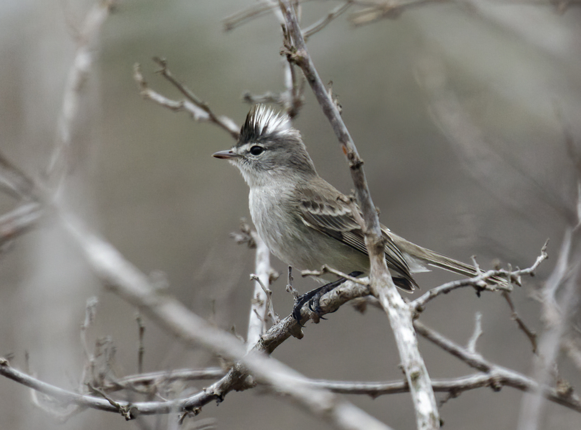 Grey-and-white Tyrannulet