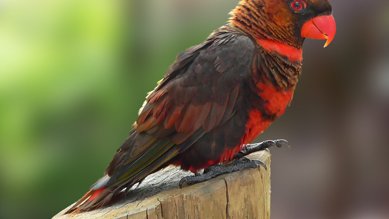 Dusky Lory
