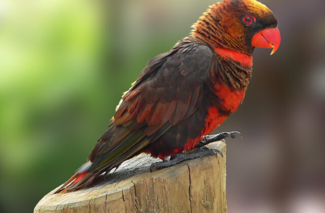 Dusky Lory