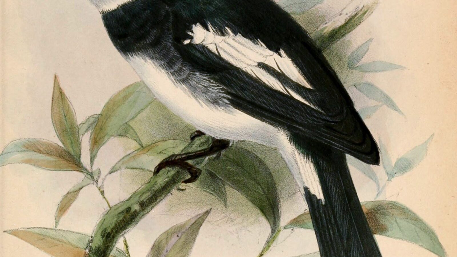 Ward’s Flycatcher