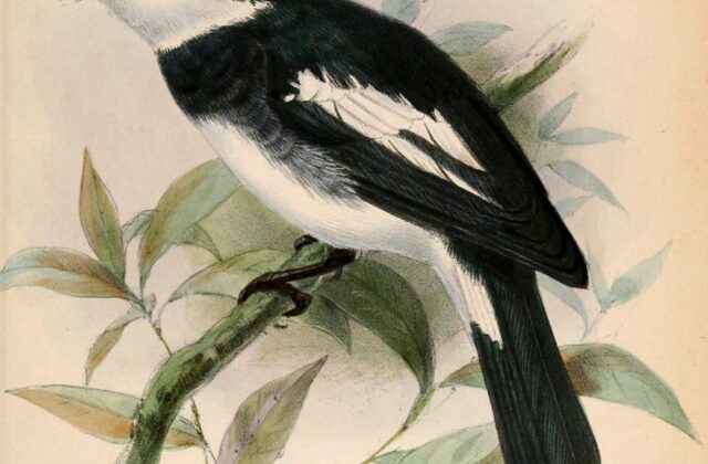Ward’s Flycatcher