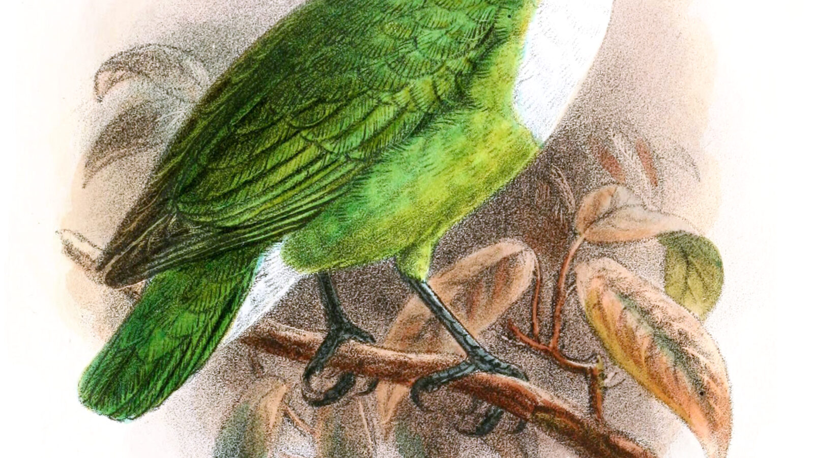 Grauer’s Broadbill