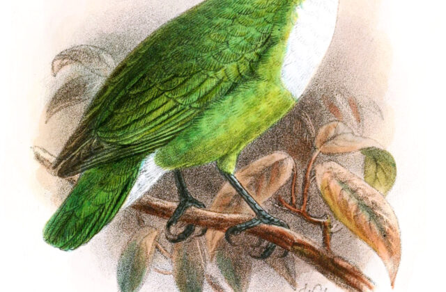 Grauer’s Broadbill