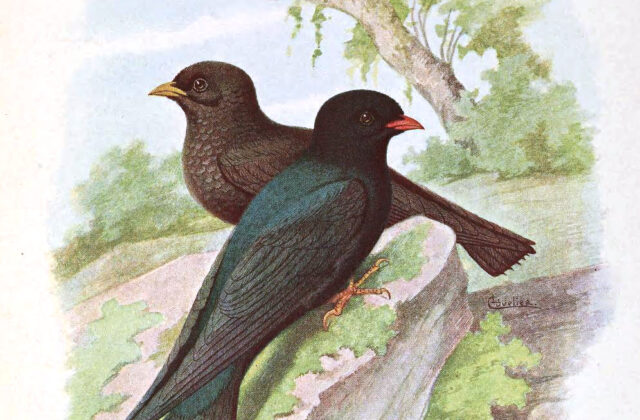 African River Martin