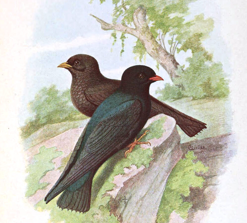 African River Martin