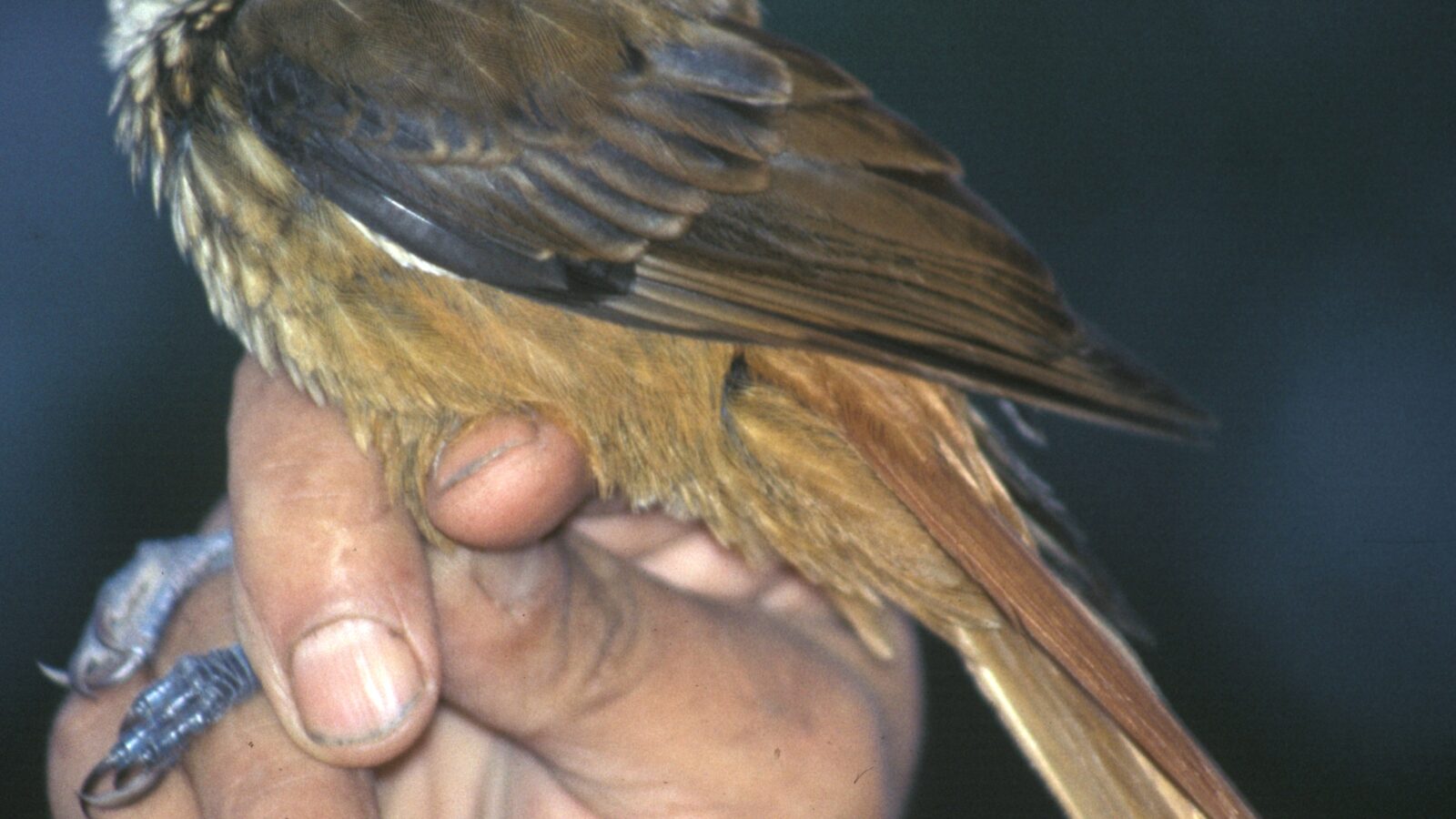 Streaked Tuftedcheek