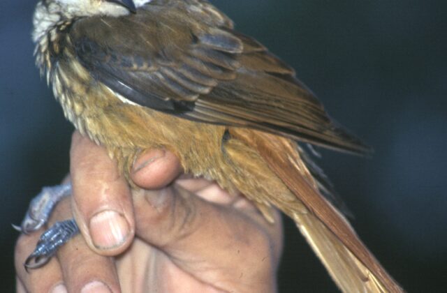 Streaked Tuftedcheek