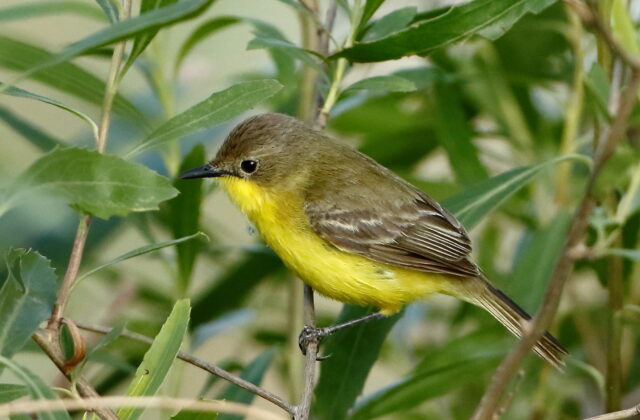 Dinelli’s Doradito
