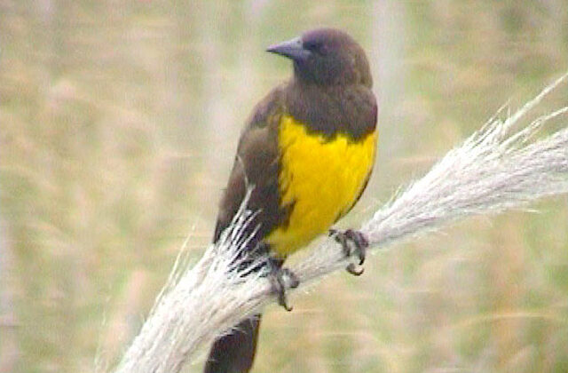Brown-and-yellow Marshbird
