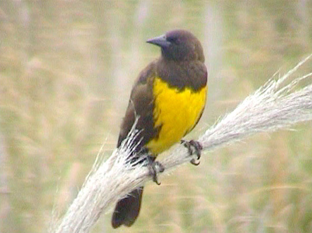 Brown-and-yellow Marshbird
