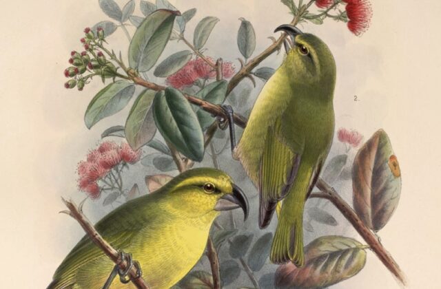 Maui Parrotbill