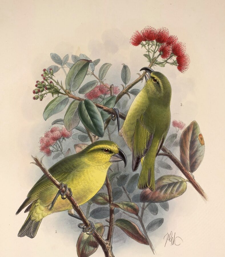 Maui Parrotbill