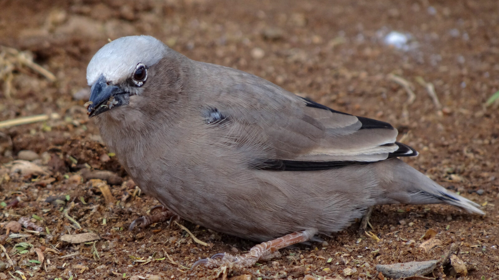Grey-capped Social Weaver