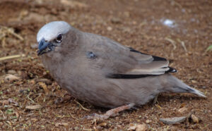 Grey-capped Social Weaver