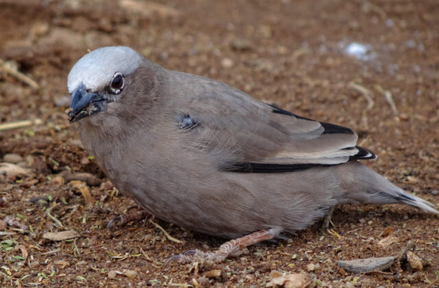Grey-capped Social Weaver