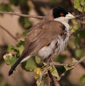 Black-capped Social Weaver