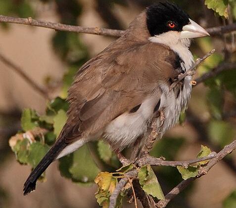 Black-capped Social Weaver
