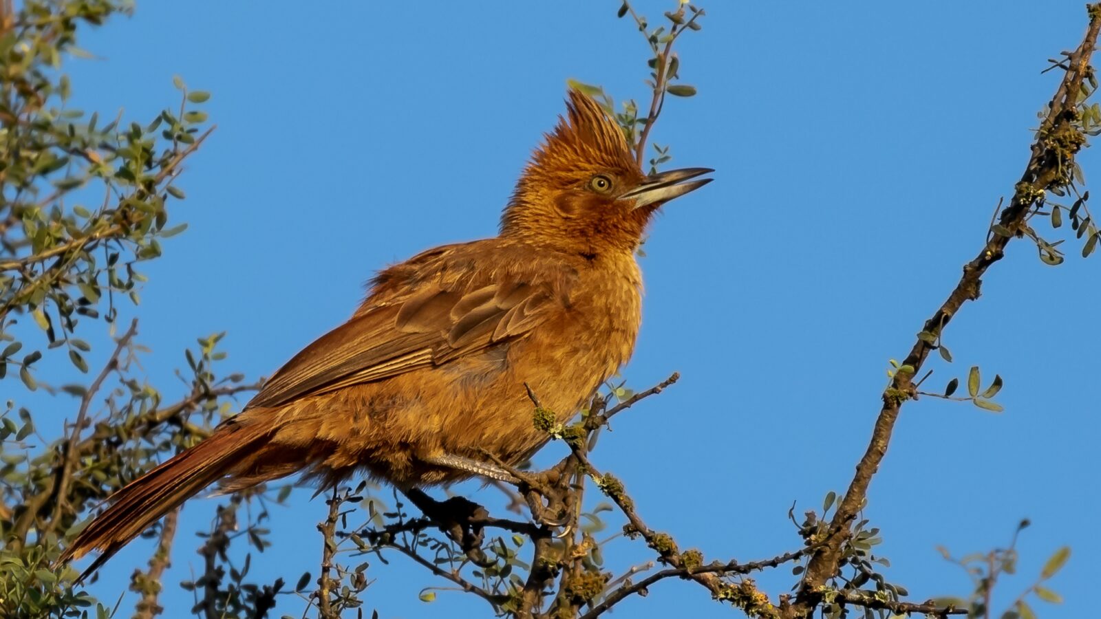 Brown Cacholote